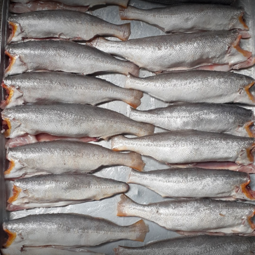 NF Pescados